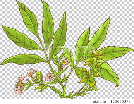 Cardamom Plant Colored Detailed Illustration. 123650375