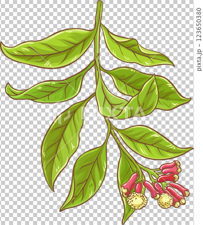Clove Branch  Colored Detailed Illustration. 123650380