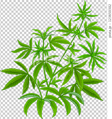 Hemp Plant with Leaves Colored Detailed Illustration 123650382