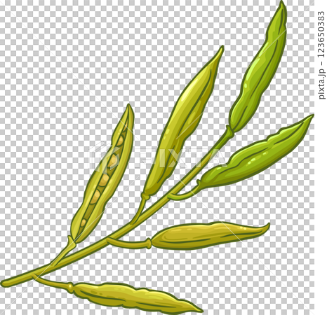 Mustard Branch with Seeds Colored Detailed Illustration 123650383