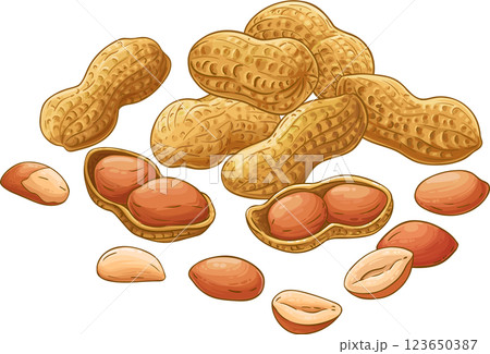 Peanut Plant Colored Detailed Illustration Peanut Plant Colored Detailed Illustration 123650387