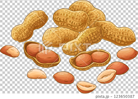 Peanut Plant Colored Detailed Illustration Peanut Plant Colored Detailed Illustration 123650387