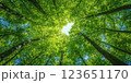 vibrant view of forest canopy with lush green leaves and tall trees reaching towards sky, creating serene and peaceful atmosphere 123651170