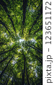 Aerial view of lush green trees reaching towards sky, creating serene and peaceful atmosphere in forest. vibrant leaves form natural canopy 123651172