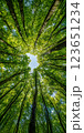 Looking up at vibrant green forest canopy with tall trees and sunlight filtering through leaves, creating serene atmosphere 123651234