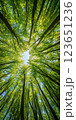 stunning view of tall trees reaching towards bright blue sky, surrounded by vibrant green leaves, creating serene and peaceful atmosphere 123651236