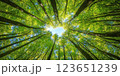 Looking up at vibrant canopy of green leaves and tall trees, sunlight filters through branches, creating serene and peaceful atmosphere in forest 123651239