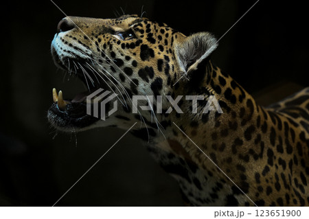 ジャガーの横顔 123651900