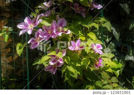 Pink flowers green leaf close up with sunshine Pink flowers green leaf close up with sunshine 123651901