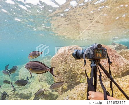 水中の静寂と生命の輝き 123652525