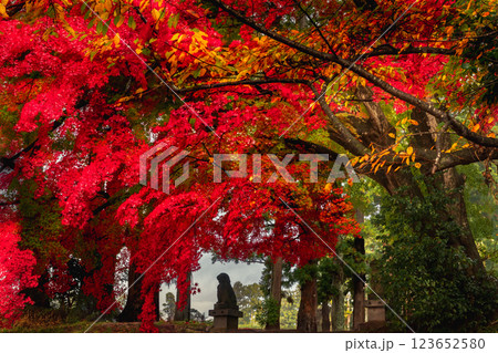 加茂神社天然記念物イロハモミジ紅葉 加茂神社天然記念物イロハモミジ紅葉 123652580