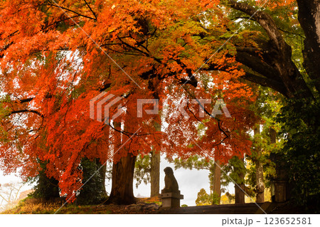 加茂神社天然記念物イロハモミジ紅葉 加茂神社天然記念物イロハモミジ紅葉 123652581