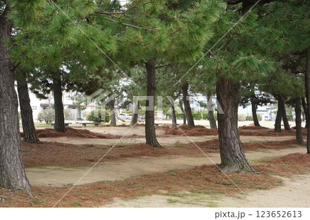 松林 松林 123652613