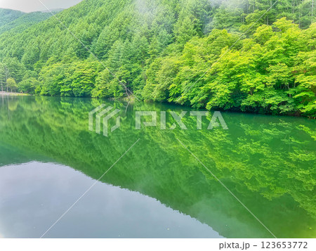 緑の映り込み 123653772
