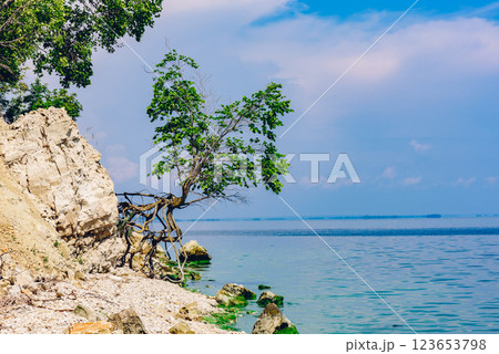 Tree on the rocky shore at summer day 123653798