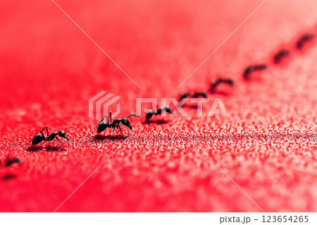 Ants marching on vibrant red surface in macro, AI Generative 123654265