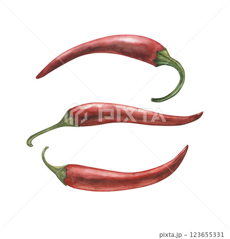 Trays of red chili peppers isolated on white background. Botanical watercolor illustration of spicy vegetables with green stems drawn by hand. For packaging design, restaurant menus, kitchen decor. 123655331