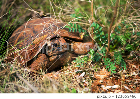Greek spiky-backed turtle waking up from hibernation early in the spring. Selective focus. 123655466