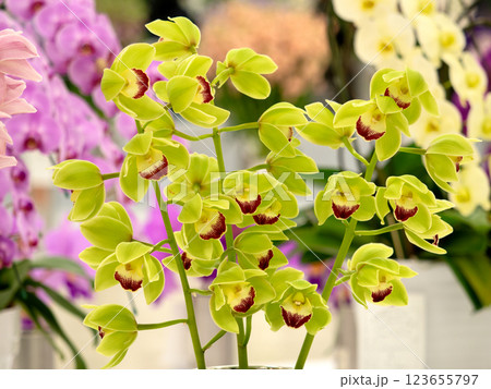 切花　シンビジウム 123655797