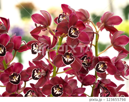 切花　シンビジウム 123655798