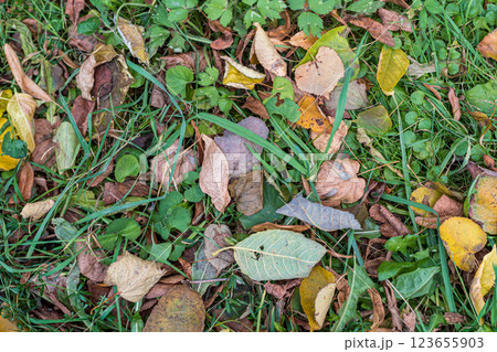 Background of autumn leaves fallen to the ground from trees 123655903