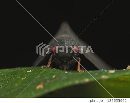 チュウゴクアミガサハゴロモ/正面 チュウゴクアミガサハゴロモ/正面 123655962