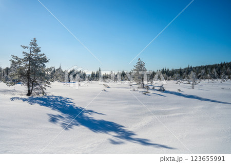 A bright winter day illuminates the Cihadla peat bog in the Jizera Mountains of Czechia. Snow blankets the landscape, creating serene views and long shadows from scattered trees. A bright winter day illuminates the Cihadla peat bog in the Jizera Mountains of Czechia. Snow blankets the landscape, creating serene views and long shadows from scattered trees. 123655991