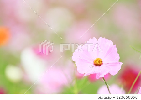ふんわり可愛いコスモス 123656058
