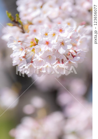 【桜素材】あさひ舟川・舟川べりの桜と青空【富山県】 【桜素材】あさひ舟川・舟川べりの桜と青空【富山県】 123656077