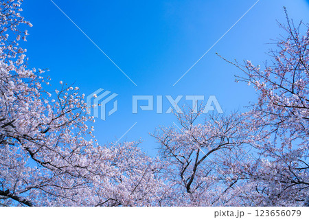 【桜素材】あさひ舟川・舟川べりの桜と青空【富山県】 【桜素材】あさひ舟川・舟川べりの桜と青空【富山県】 123656079