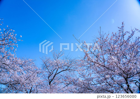 【桜素材】あさひ舟川・舟川べりの桜と青空【富山県】 【桜素材】あさひ舟川・舟川べりの桜と青空【富山県】 123656080