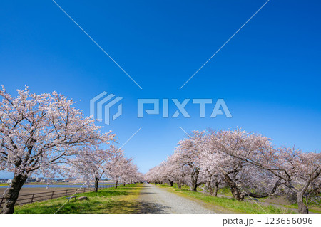 【桜素材】あさひ舟川・舟川べりの桜と青空【富山県】 【桜素材】あさひ舟川・舟川べりの桜と青空【富山県】 123656096