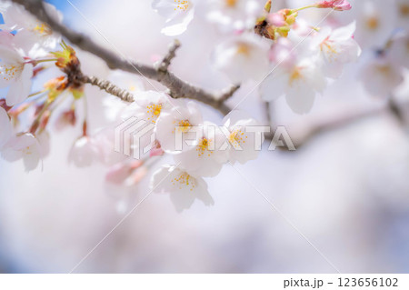 【桜素材】あさひ舟川・舟川べりの桜と青空【富山県】 【桜素材】あさひ舟川・舟川べりの桜と青空【富山県】 123656102