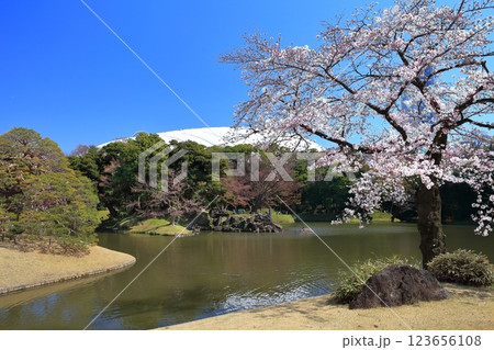 【東京都】快晴の小石川後楽園の満開の桜 【東京都】快晴の小石川後楽園の満開の桜 123656108