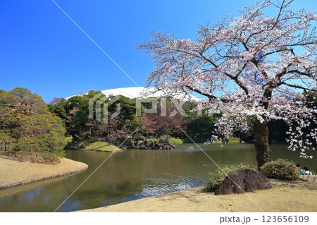 【東京都】快晴の小石川後楽園の満開の桜 123656109