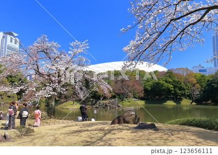 【東京都】快晴の小石川後楽園の満開の桜 123656111