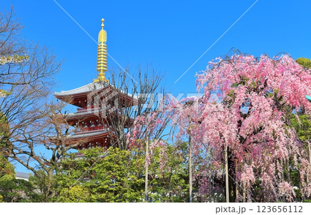 【東京都】快晴の浅草寺五重塔と満開の桜 【東京都】快晴の浅草寺五重塔と満開の桜 123656112