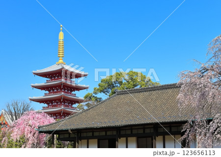 【東京都】快晴の浅草寺五重塔と満開の桜 123656113