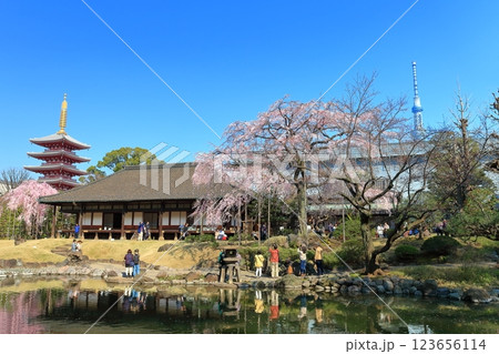 【東京都】快晴の浅草寺五重塔と満開の桜 【東京都】快晴の浅草寺五重塔と満開の桜 123656114