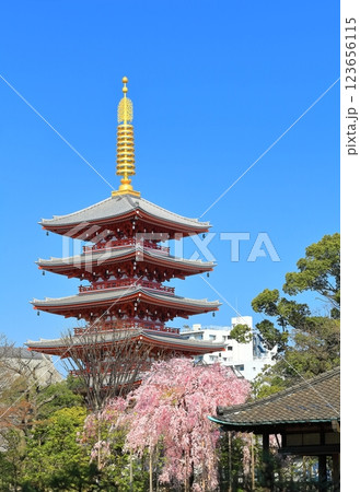 【東京都】快晴の浅草寺五重塔と満開の桜 123656115