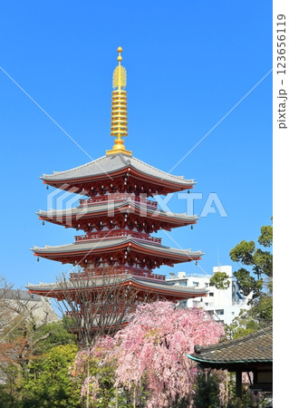 【東京都】快晴の浅草寺五重塔と満開の桜 【東京都】快晴の浅草寺五重塔と満開の桜 123656119