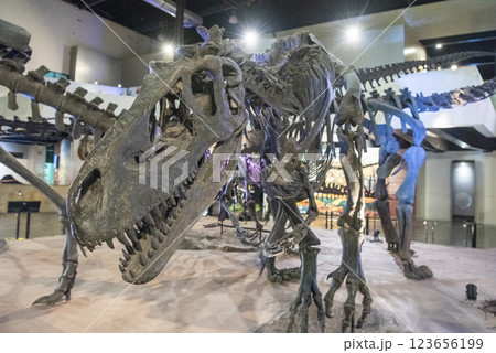 THAILAND KALASIN DINOSAUR MUSEUM 123656199
