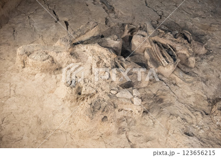 THAILAND KALASIN DINOSAUR MUSEUM 123656215