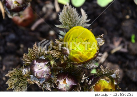 福寿草 福寿草 123656253