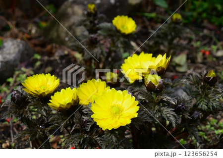 福寿草 福寿草 123656254