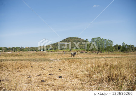 THAILAND KALASIN DINOSAUR MUSEUM 123656266