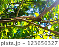 マダガスカル　カメレオン 123656327