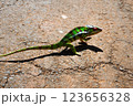 マダガスカル　カメレオン 123656328