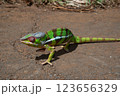 マダガスカル　カメレオン 123656329