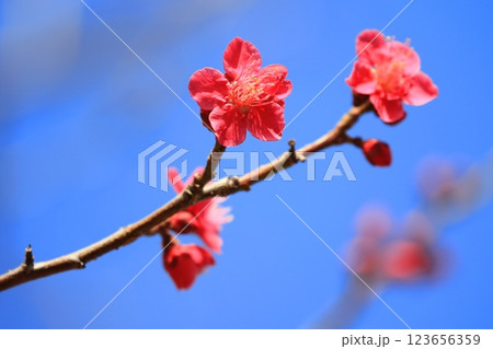 真っ赤な梅の花 紅千鳥(べにちどり) 真っ赤な梅の花 紅千鳥(べにちどり) 123656359